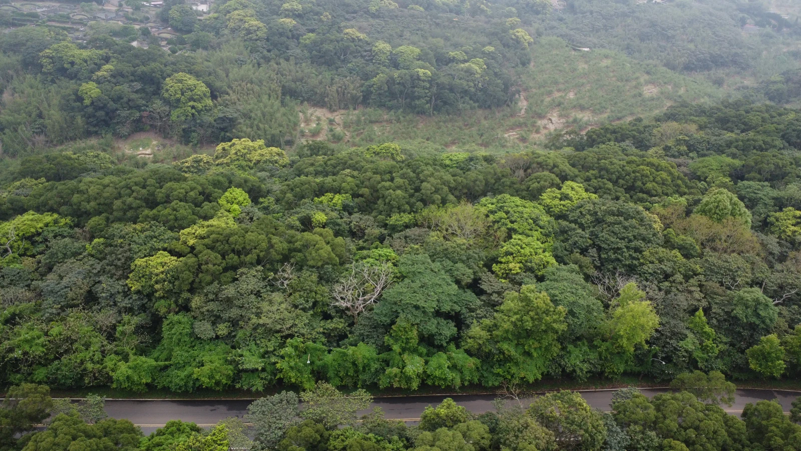 五股觀音山林冠與坡地空拍，前方可見道路。